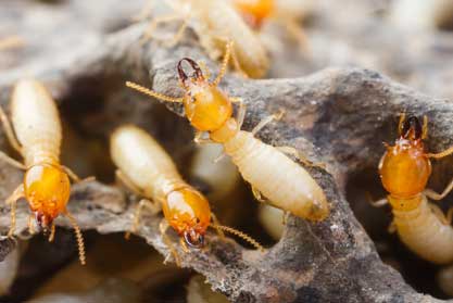 Masterkill Termite Control